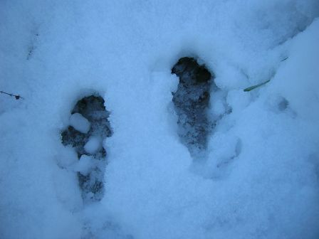 traces dans la neige