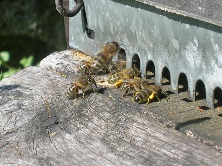 abeilles au travail