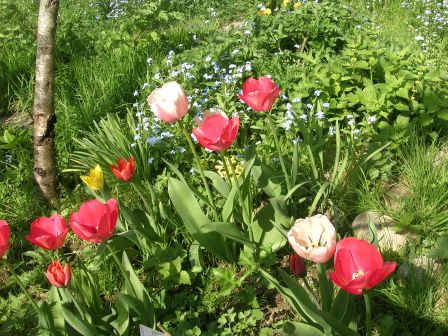 tulipe & myosotis