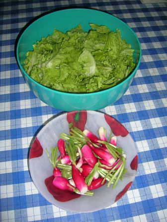 salade & radis