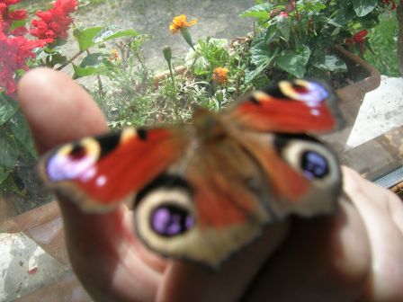 butterfly tamer