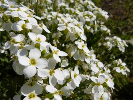 fleurettes blanches